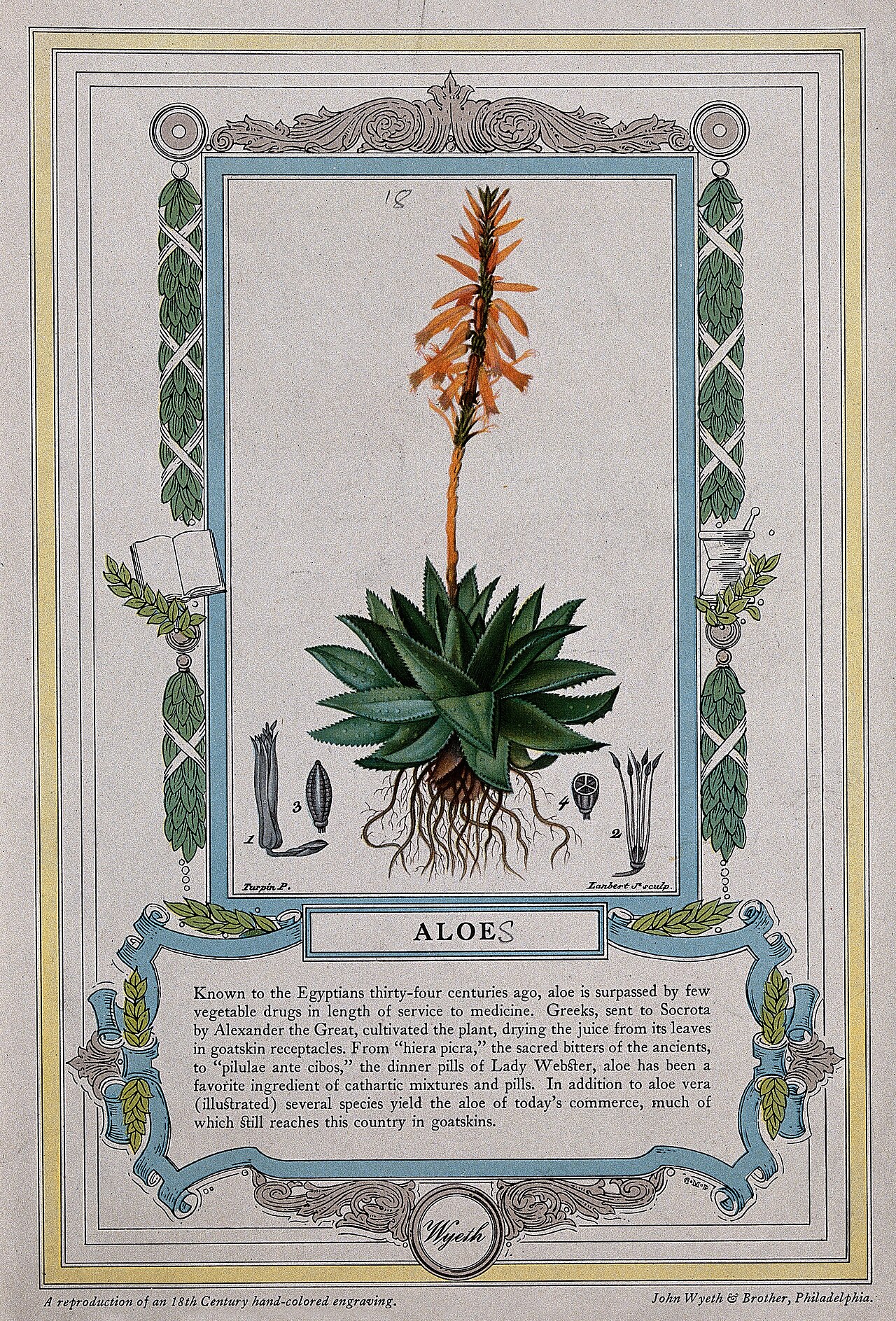 Aloe barbadensis Mill.