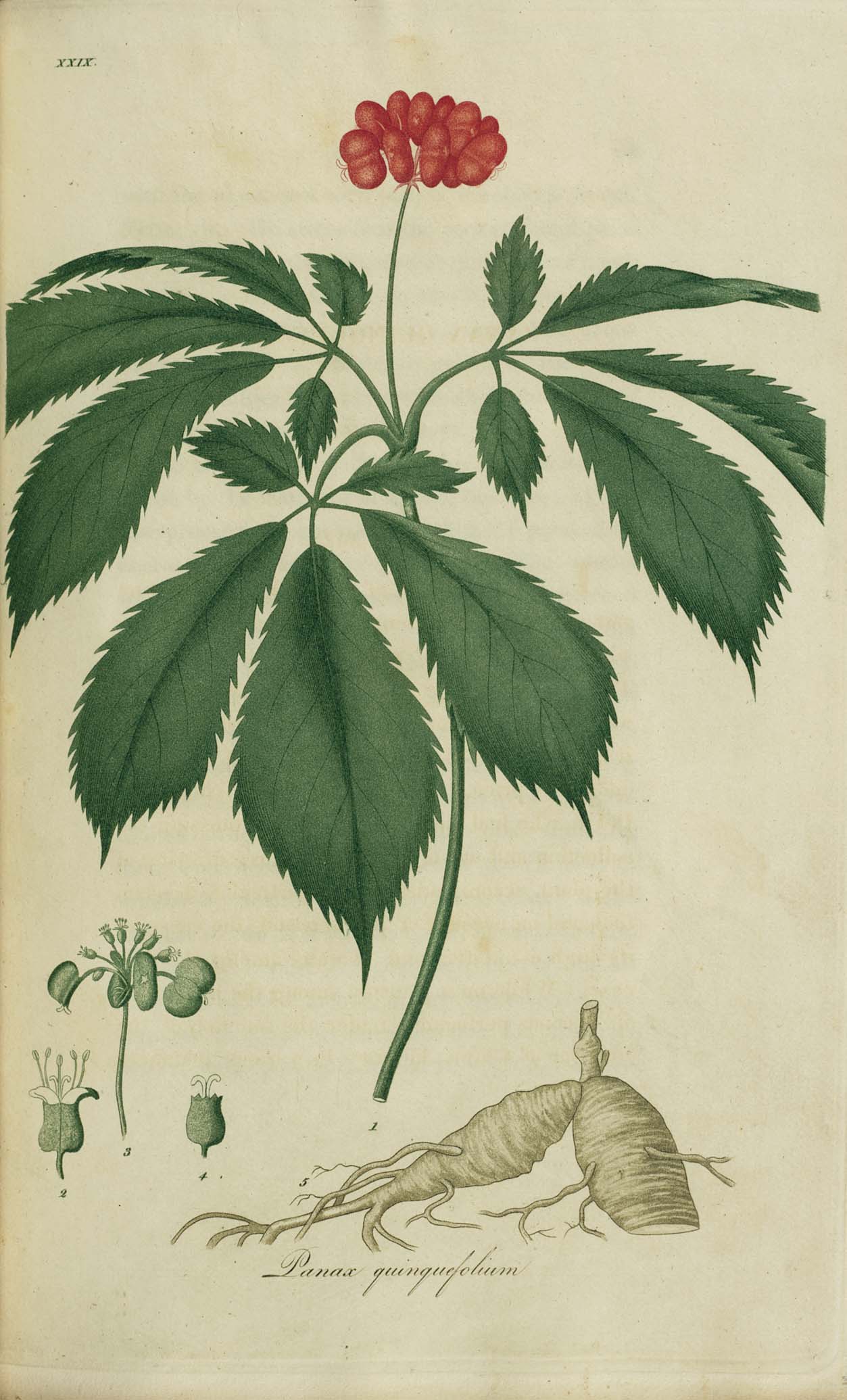 Panax quinquefolius L.