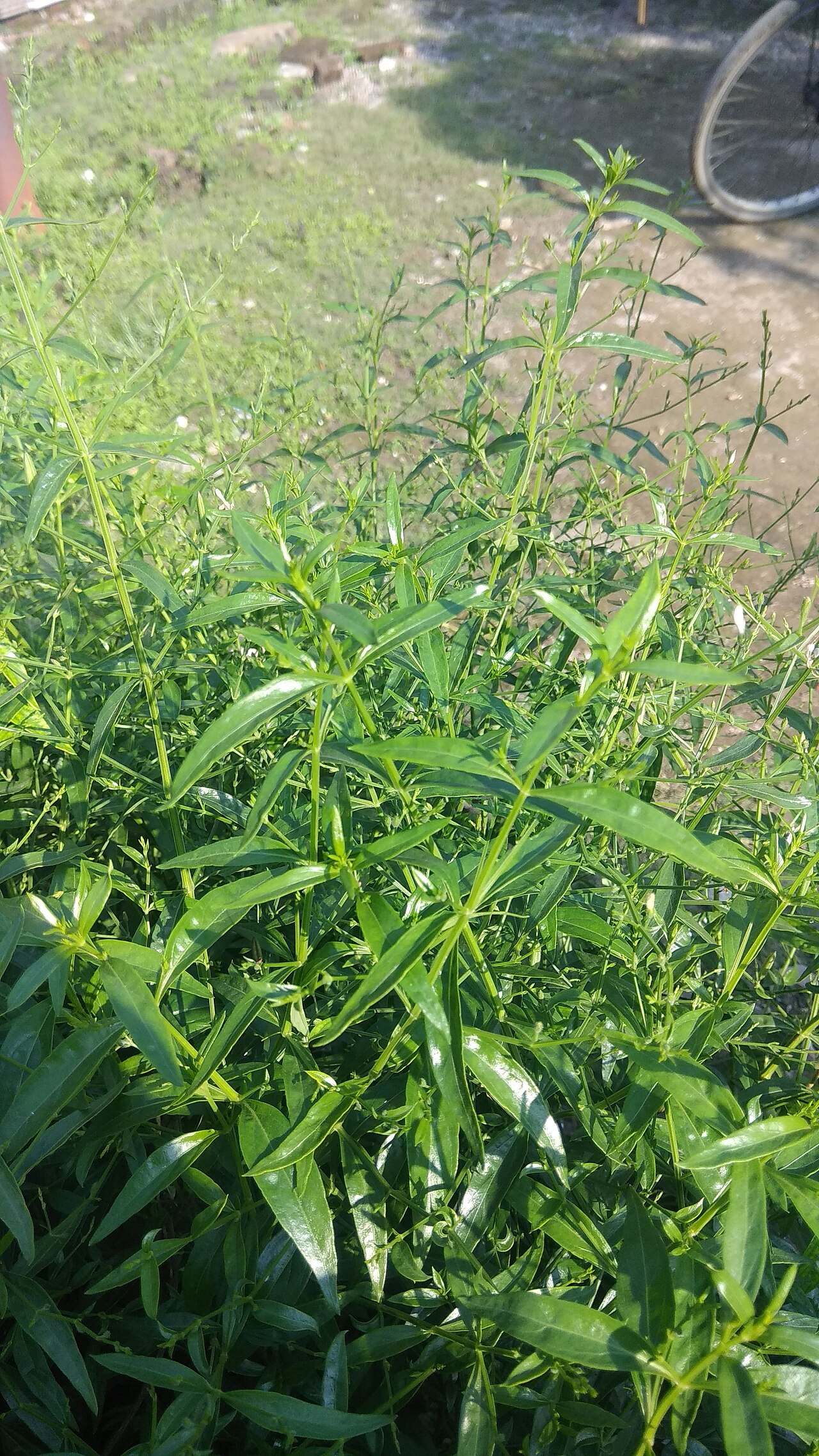 Andrographis paniculata (Burm.f.) Nees