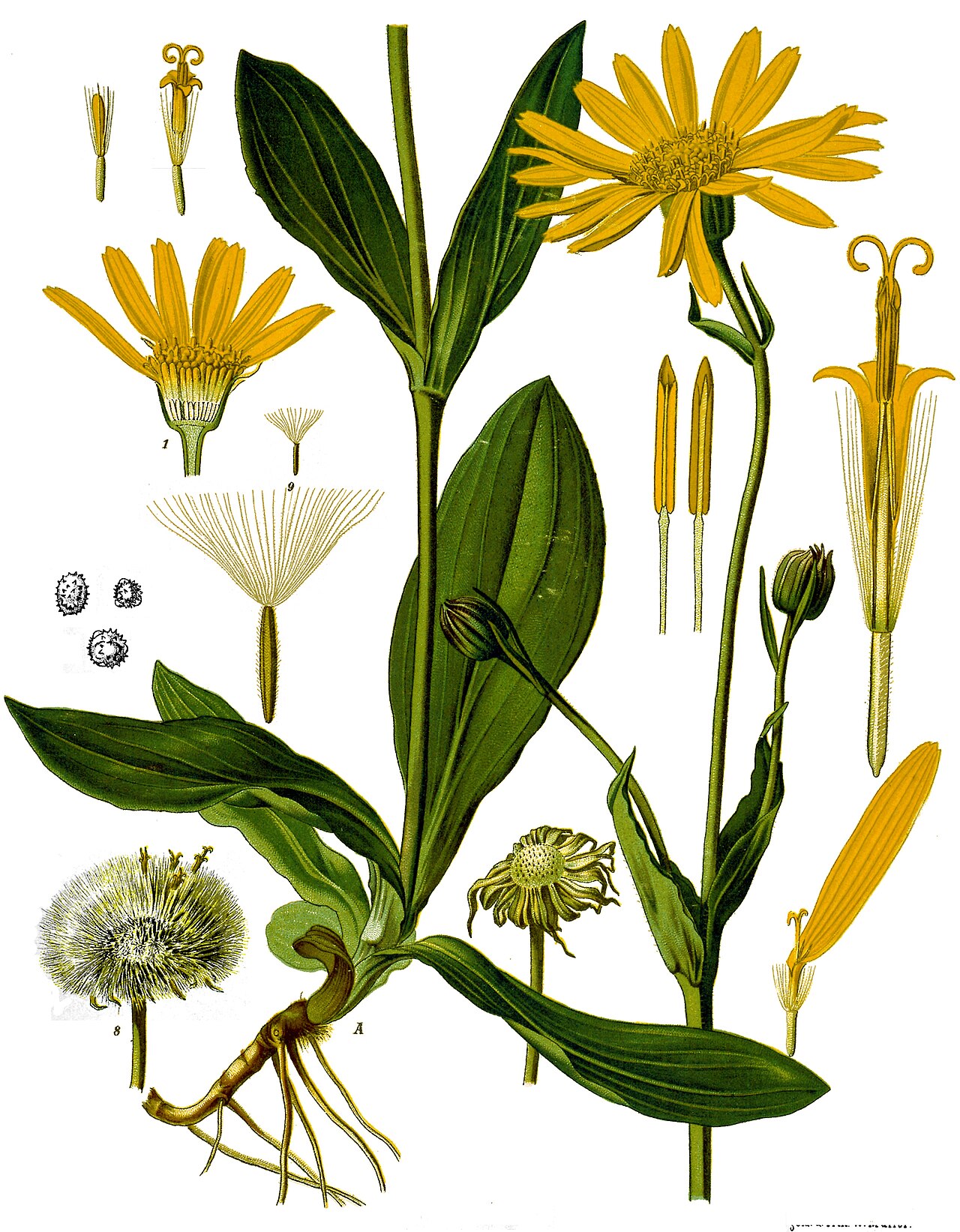 Arnica montana L.