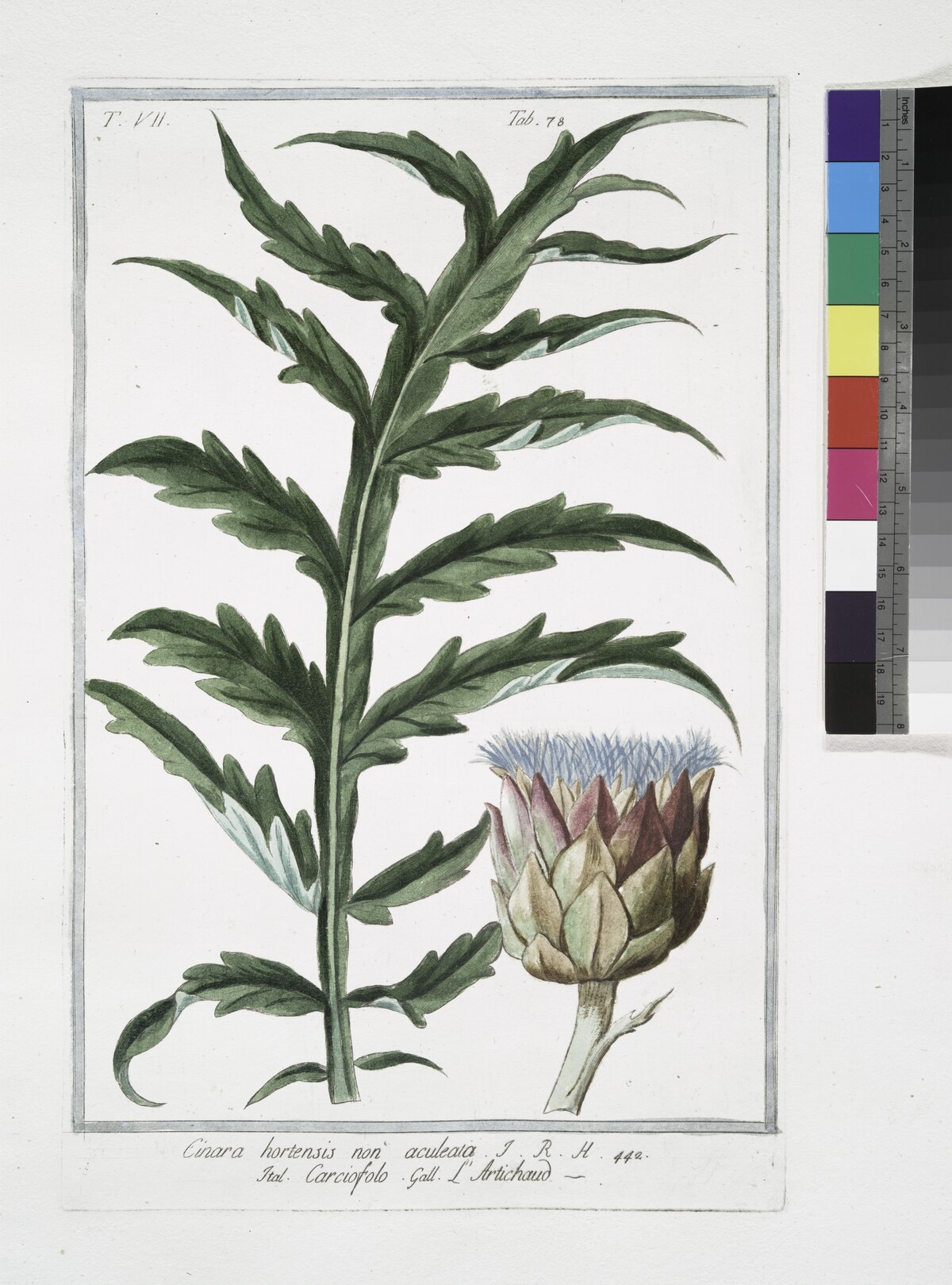 Cynara cardunculus var. scolymus (L.) Benth.