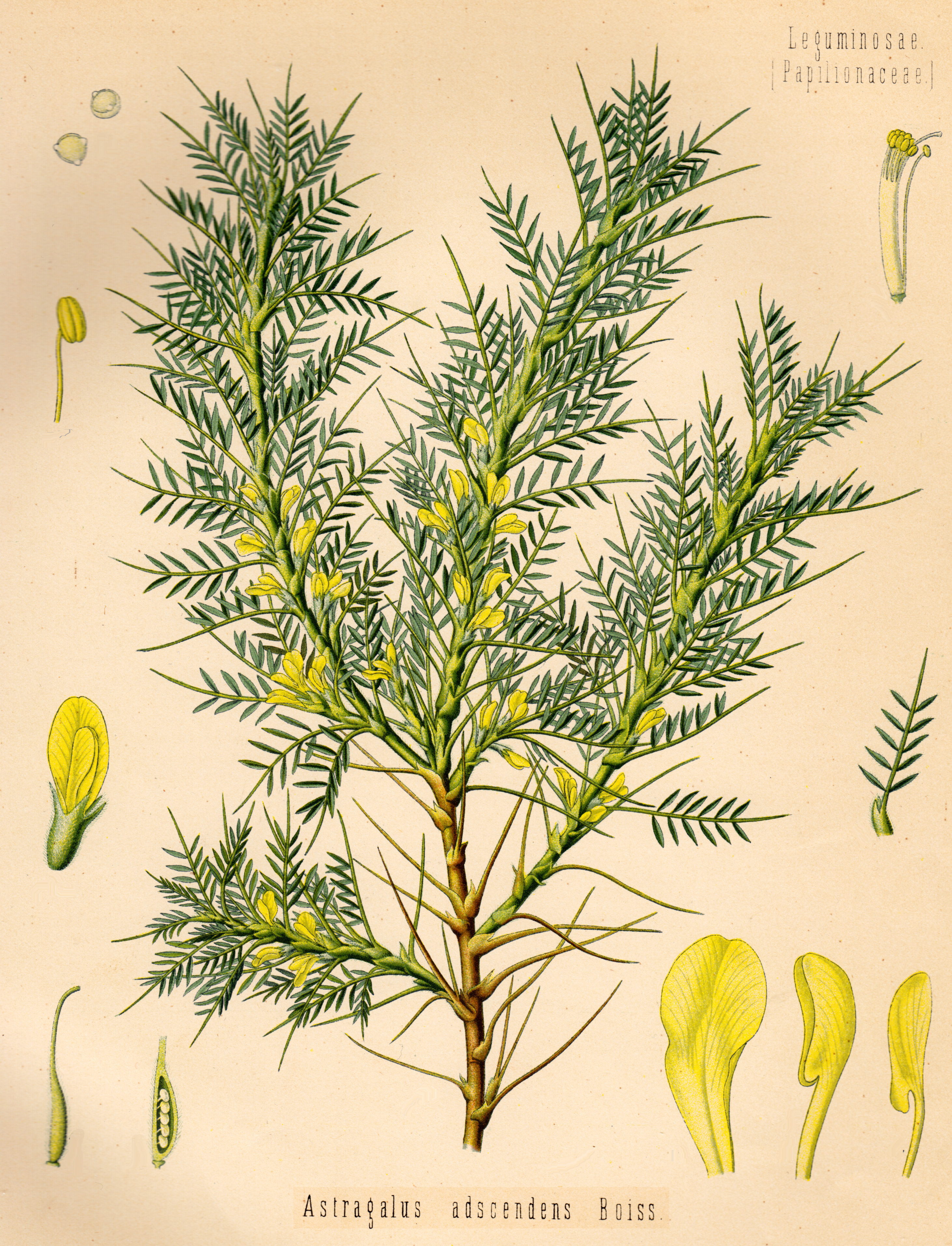 Astragalus membranaceus (Fisch.) Bunge