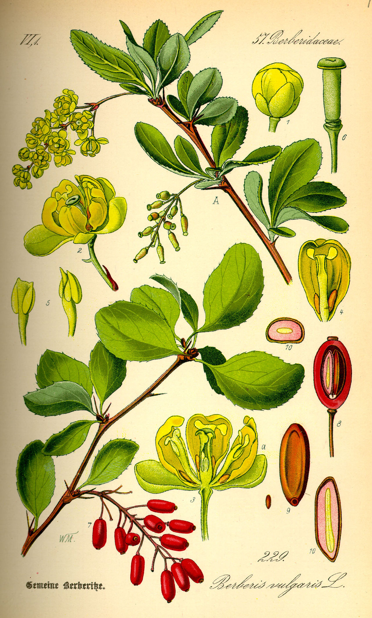 Berberis vulgaris L.