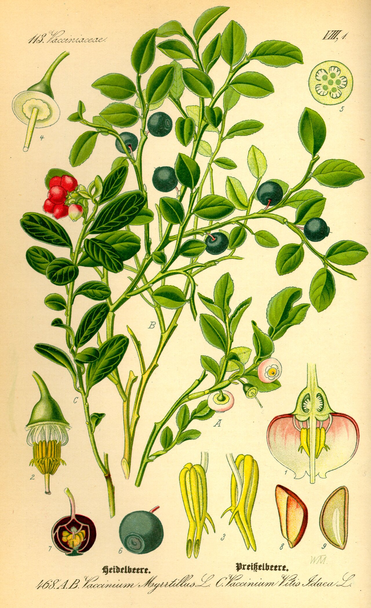 Vaccinium myrtillus L.