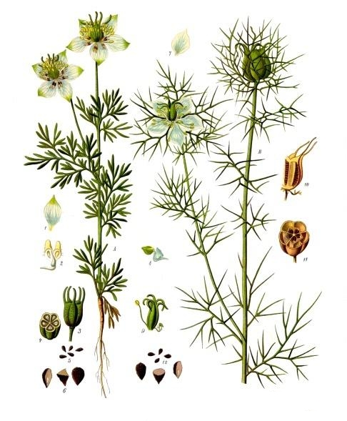 Nigella sativa L.