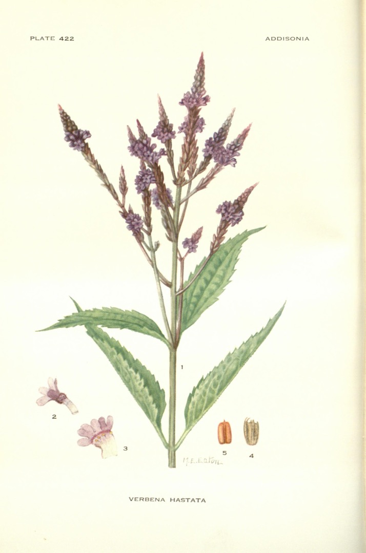 Verbena hastata L.