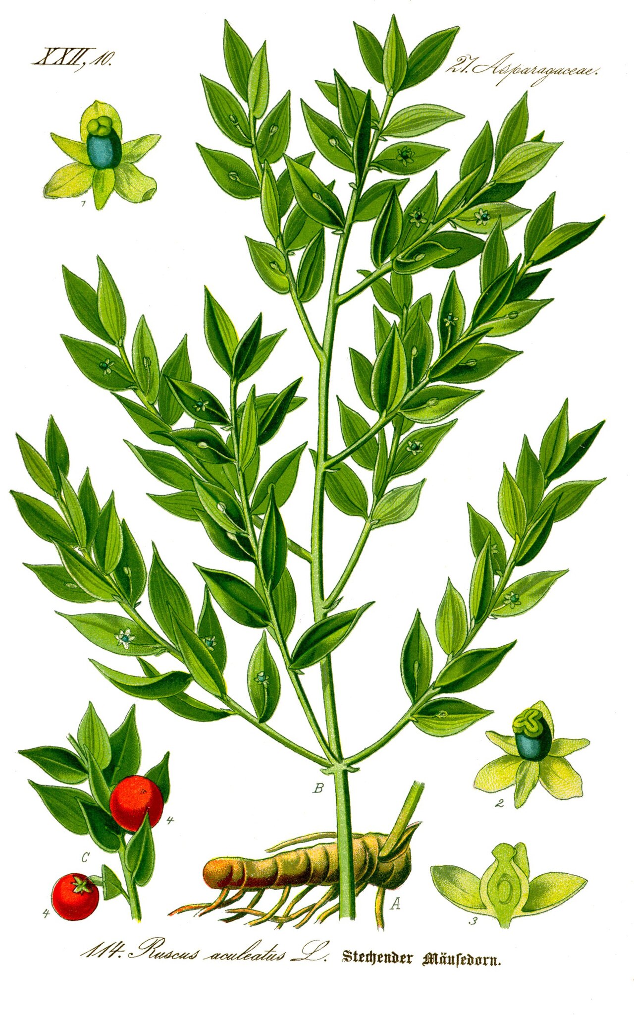 Ruscus aculeatus L.