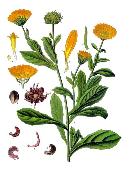 Calendula officinalis L.