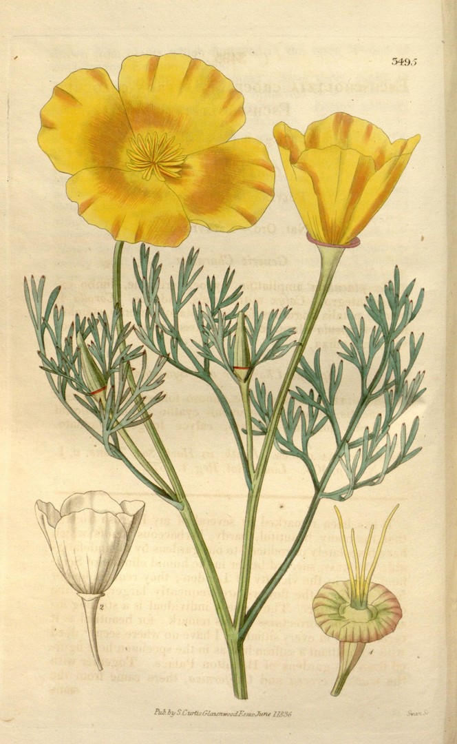 Eschscholzia californica Cham.