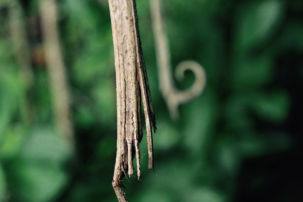 Uncaria tomentosa (Willd. ex Schult.) DC.