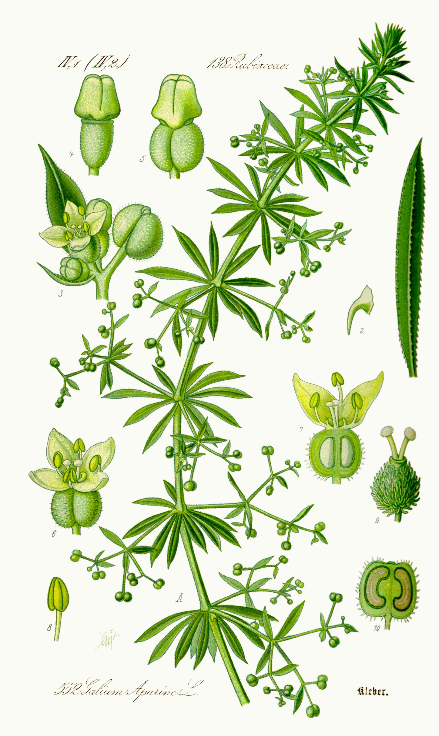 Galium aparine L.
