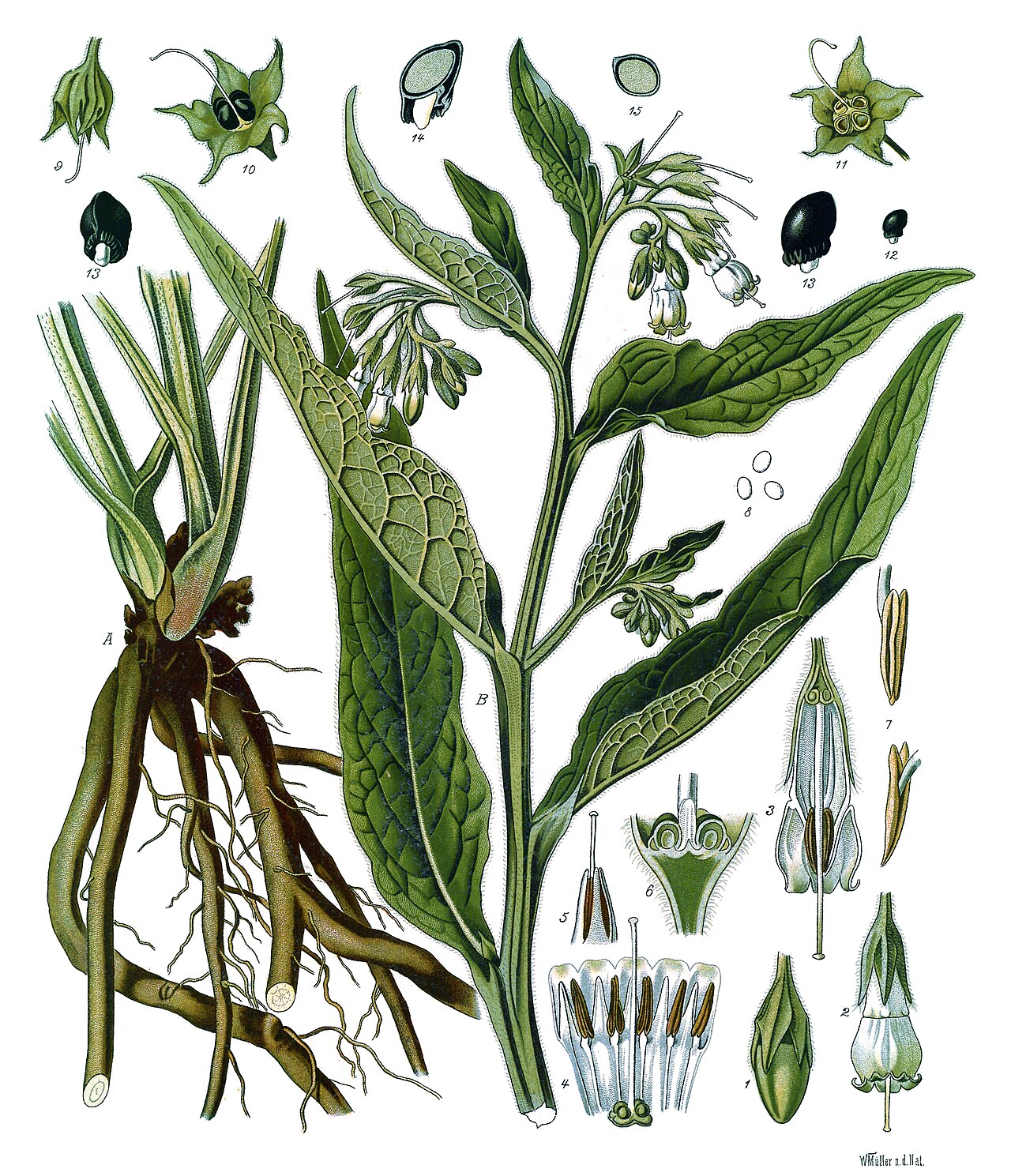Symphytum officinale L.