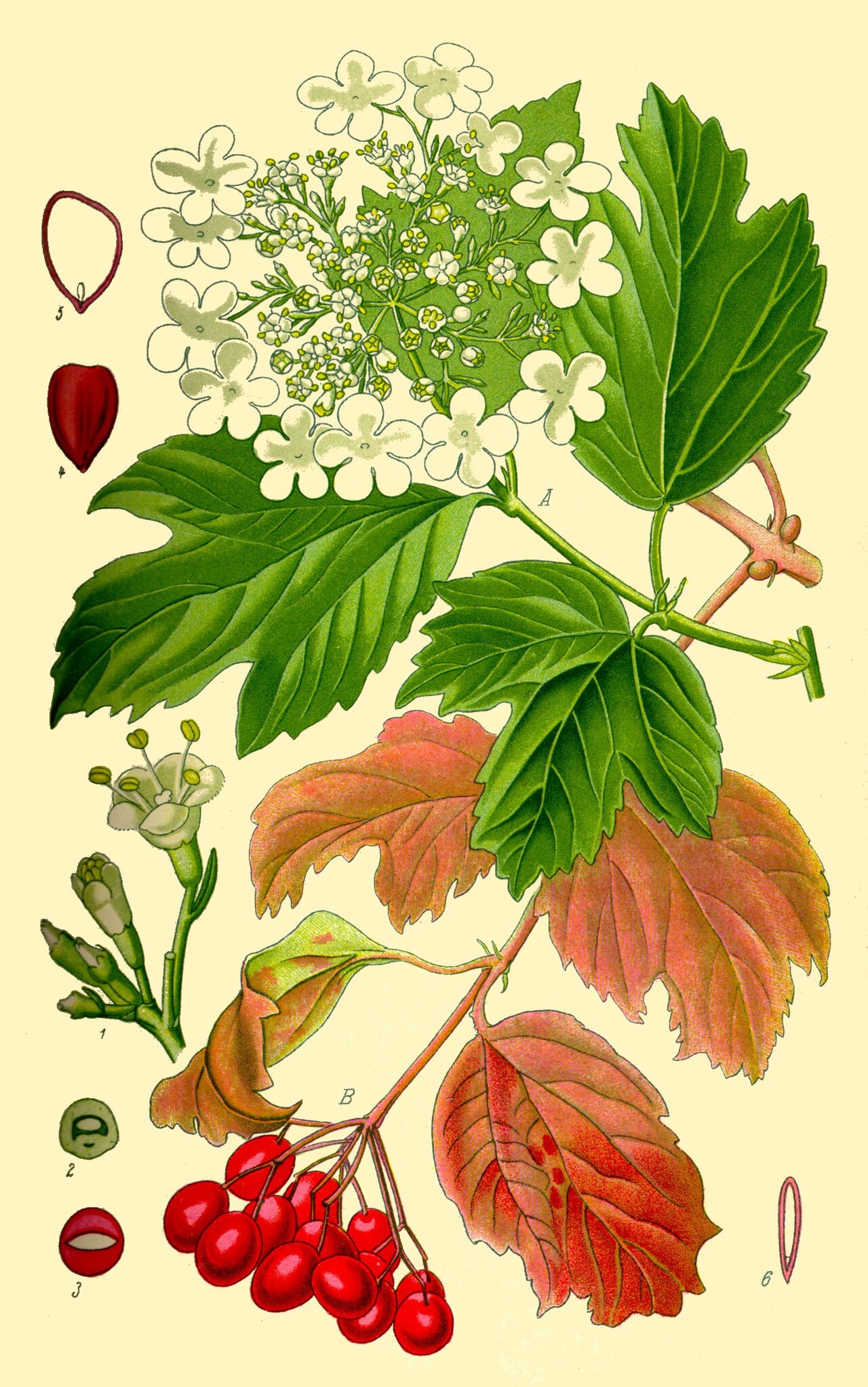 Viburnum opulus L.