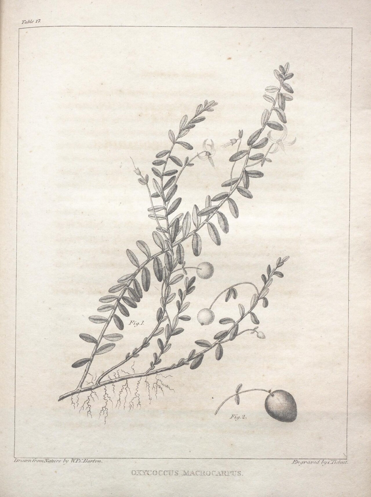 Vaccinium macrocarpon Aiton