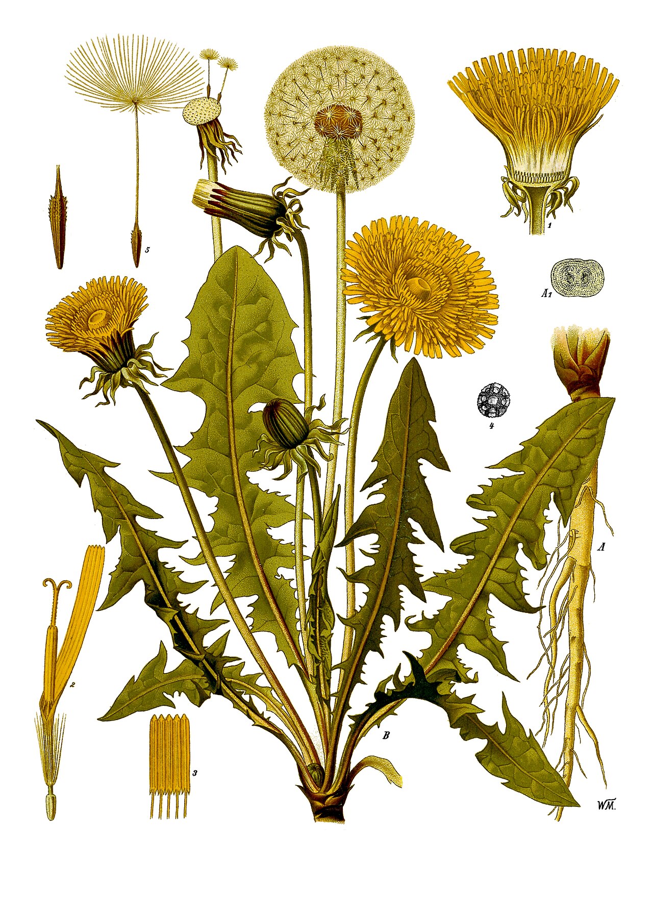 Taraxacum officinale F.H.Wigg.