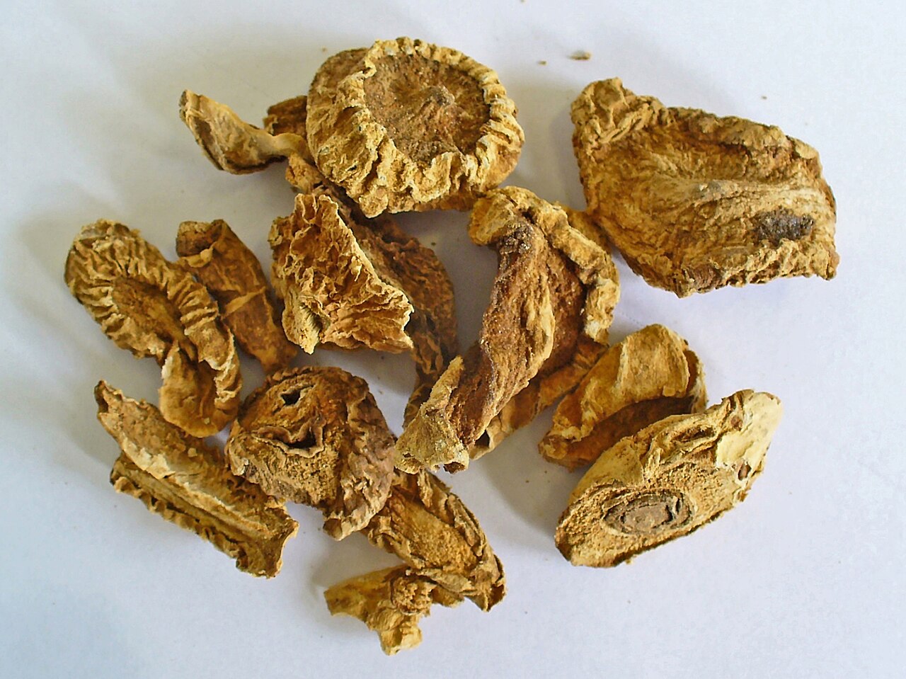 Harpagophytum procumbens (Burch.) DC. ex Meisn.