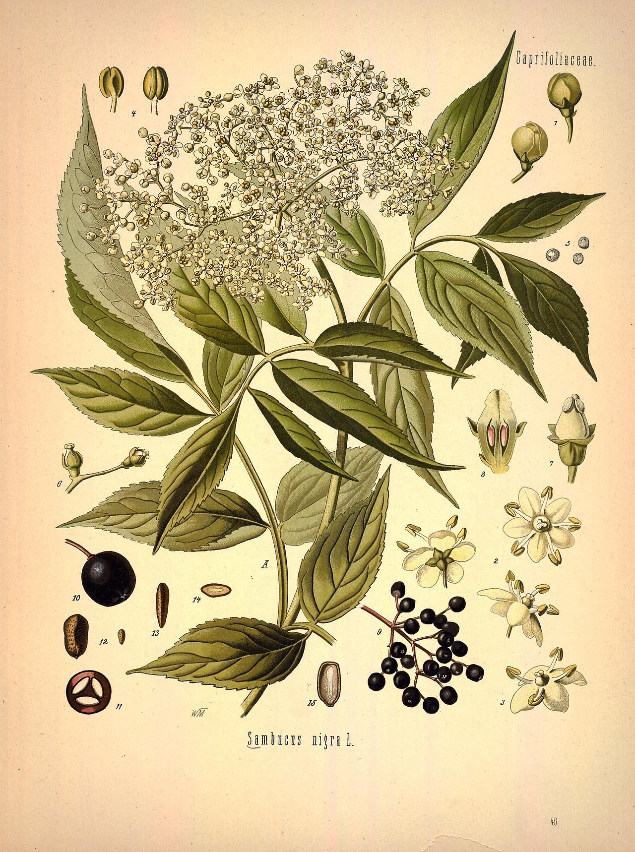 Sambucus nigra L.