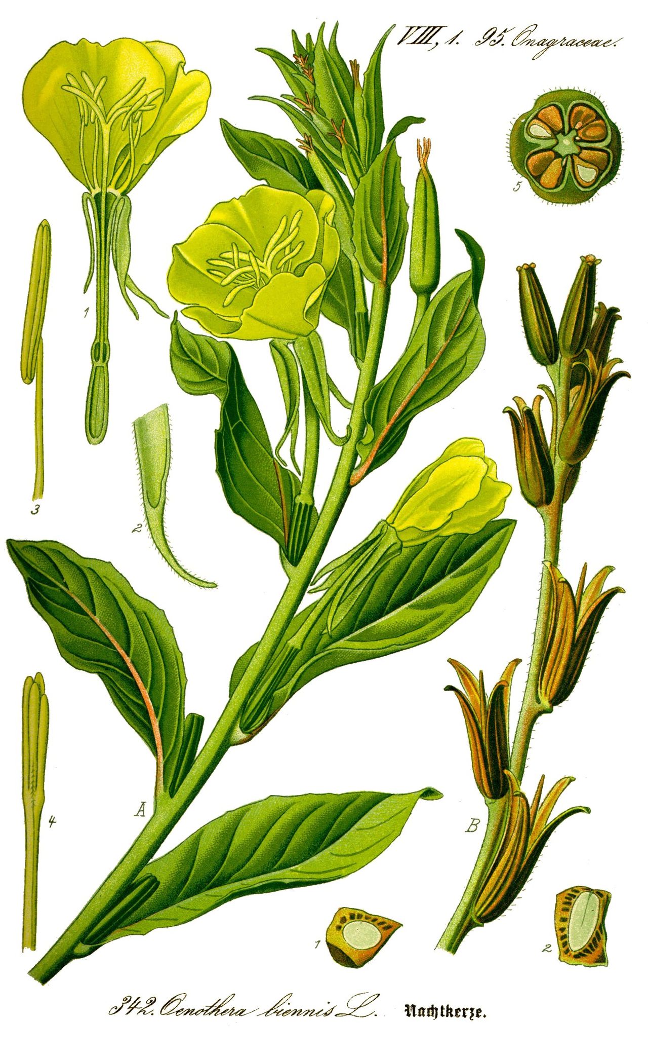 Oenothera biennis L.
