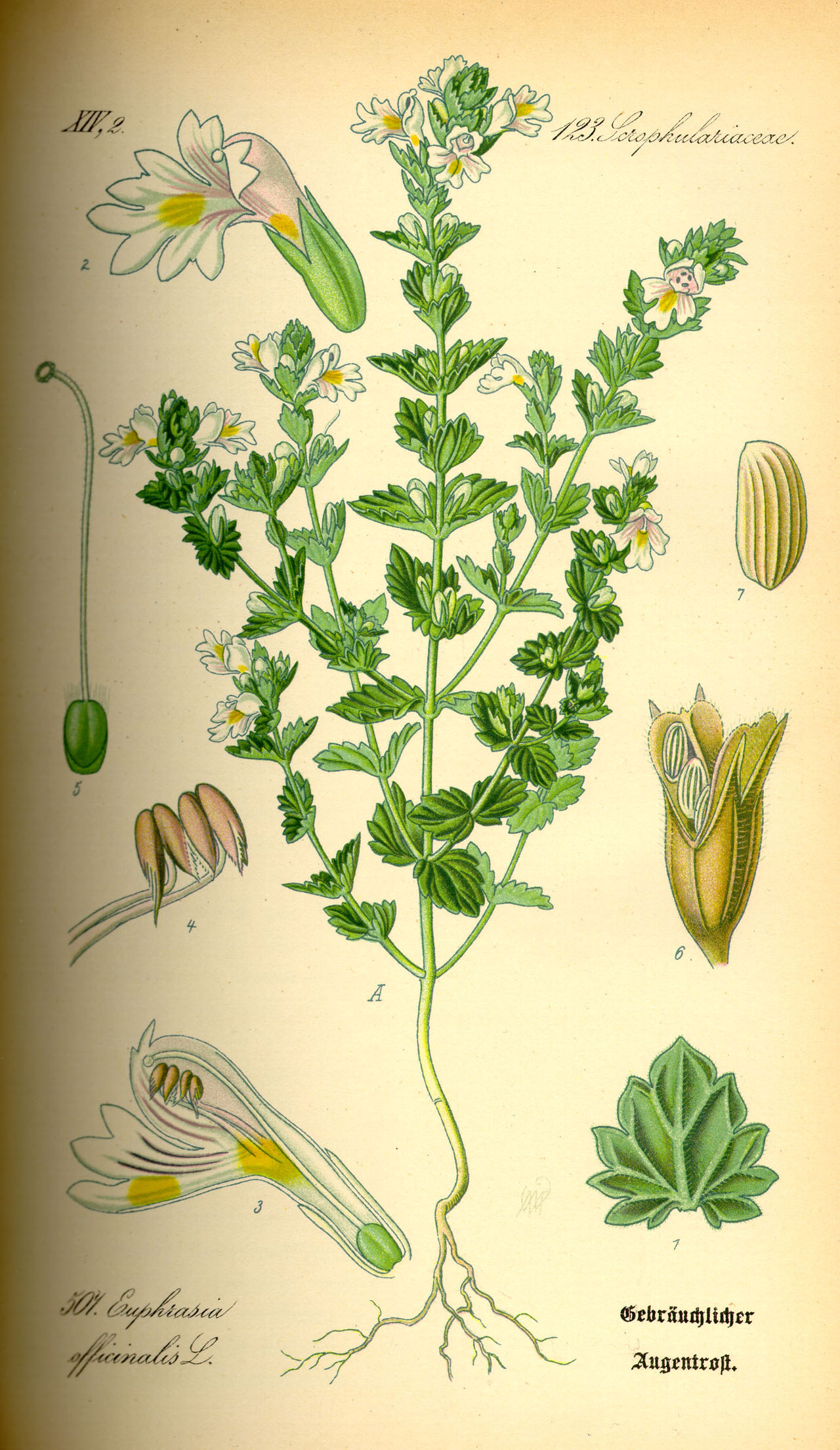 Euphrasia officinalis L.