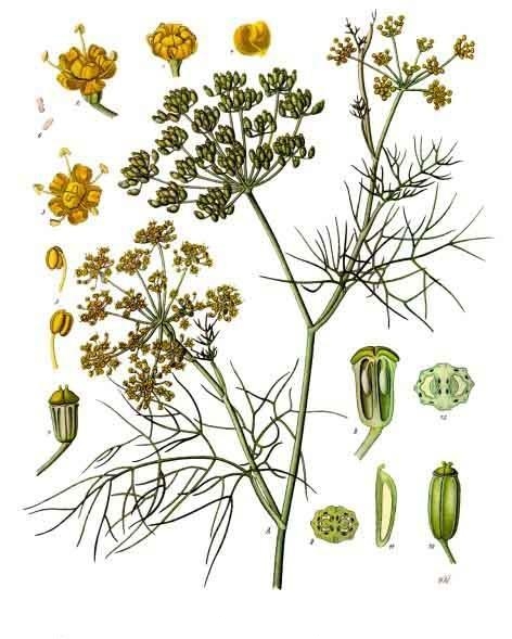 Foeniculum vulgare Mill.