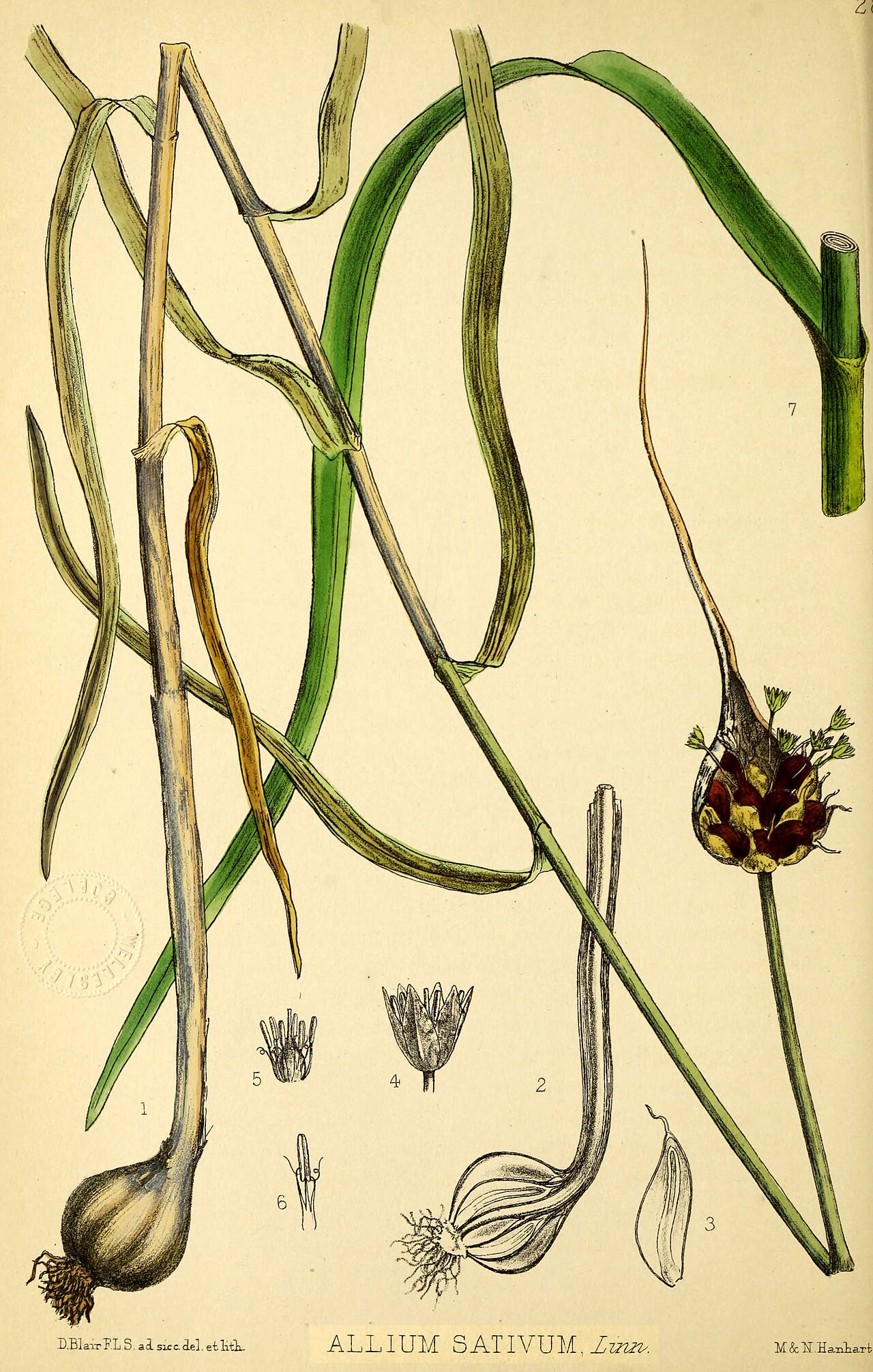 Allium sativum L.