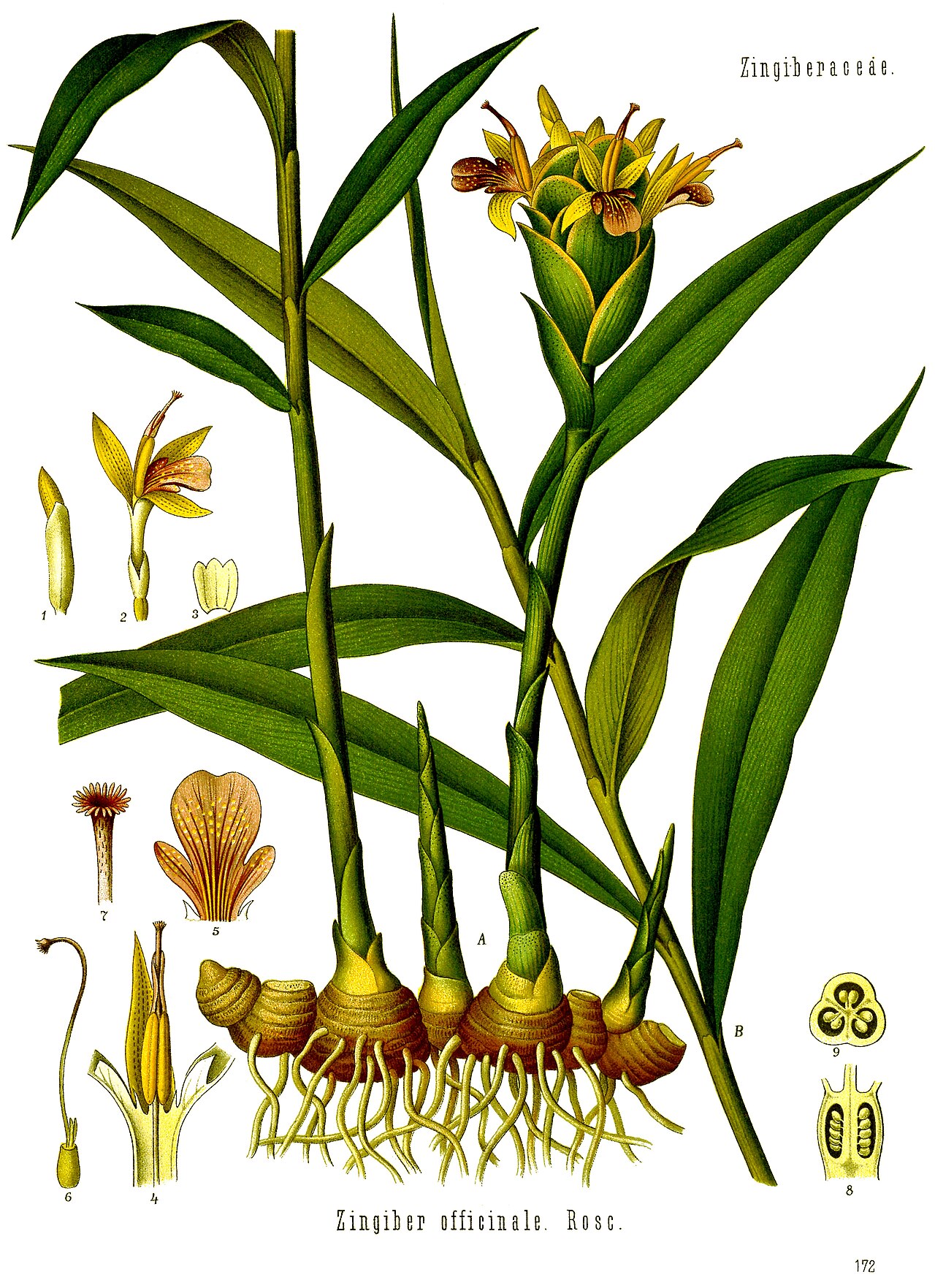 Zingiber officinale Roscoe