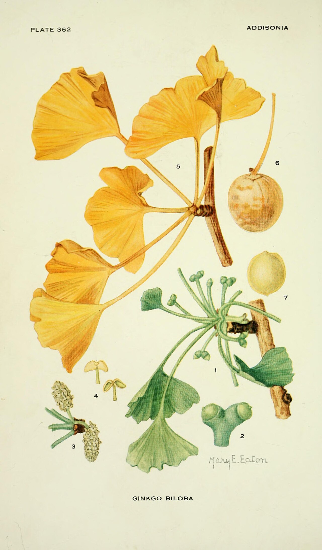 Ginkgo biloba L.