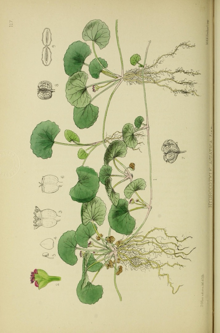 Centella asiatica (L.) Urb.