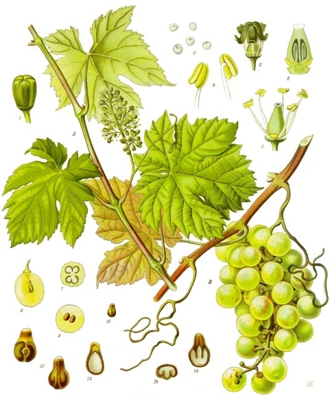 Vitis vinifera L.