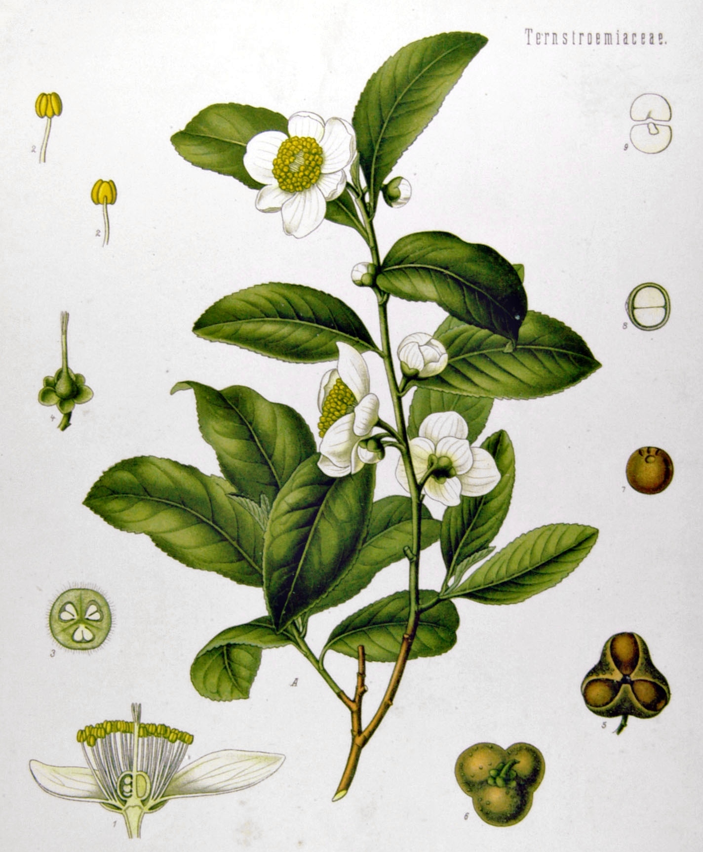 Camellia sinensis (L.) Kuntze