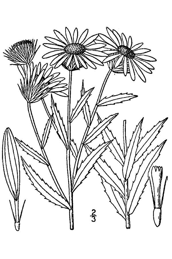 Grindelia robusta Nutt.