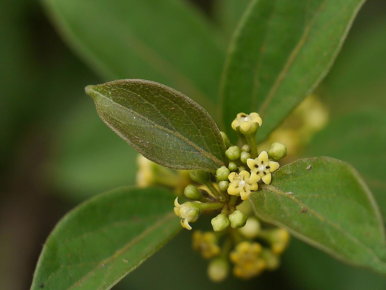 Gymnema sylvestre (Retz.) R.Br. ex Sm.