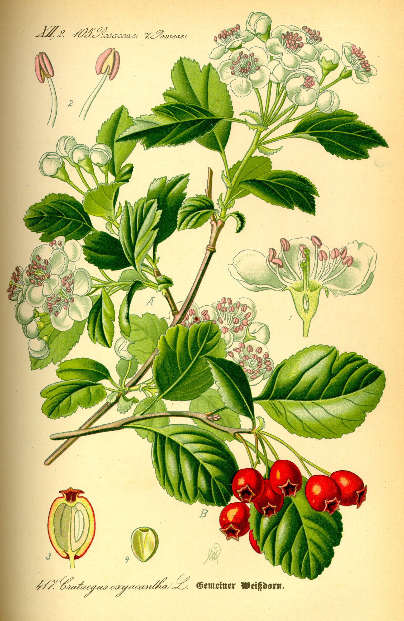 Crataegus monogyna Jacq.
