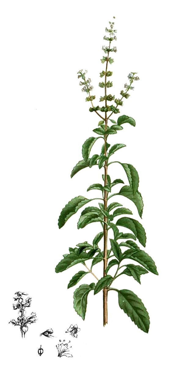 Ocimum tenuiflorum L.