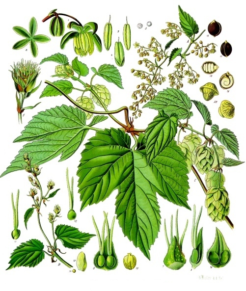 Humulus lupulus L.
