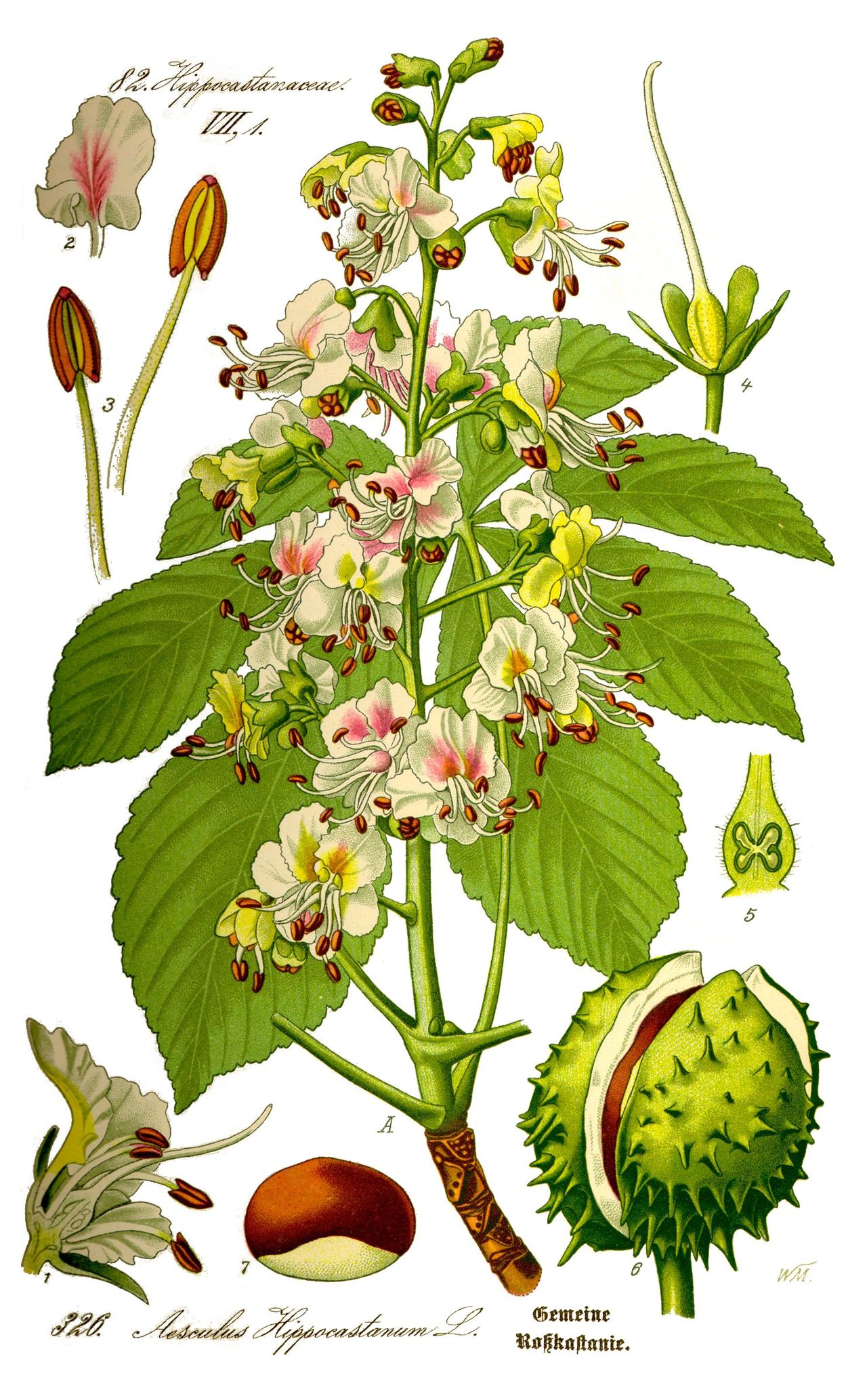 Aesculus hippocastanum L.