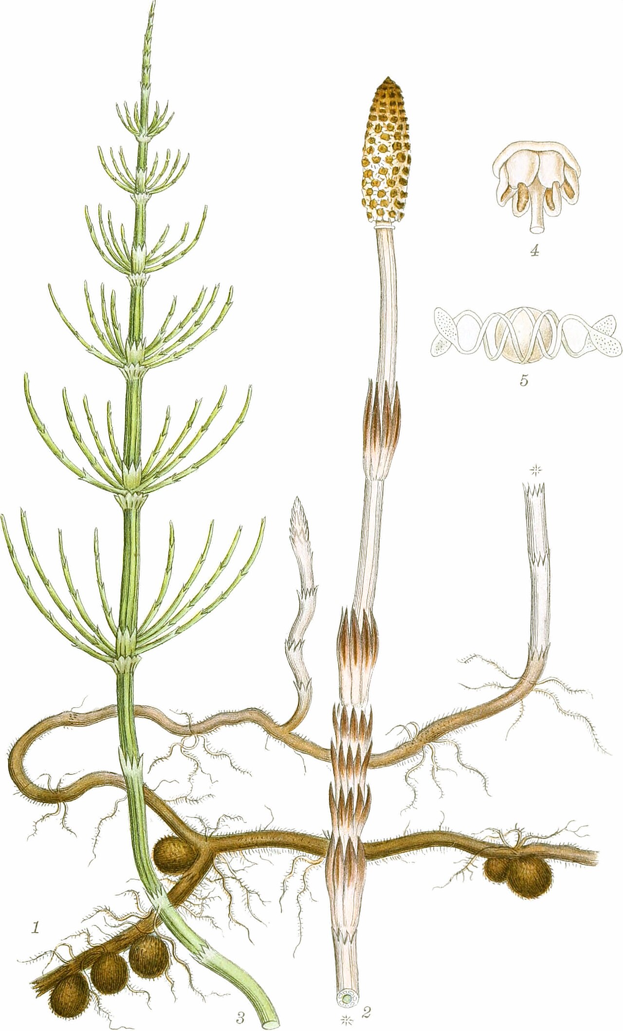 Equisetum arvense L.