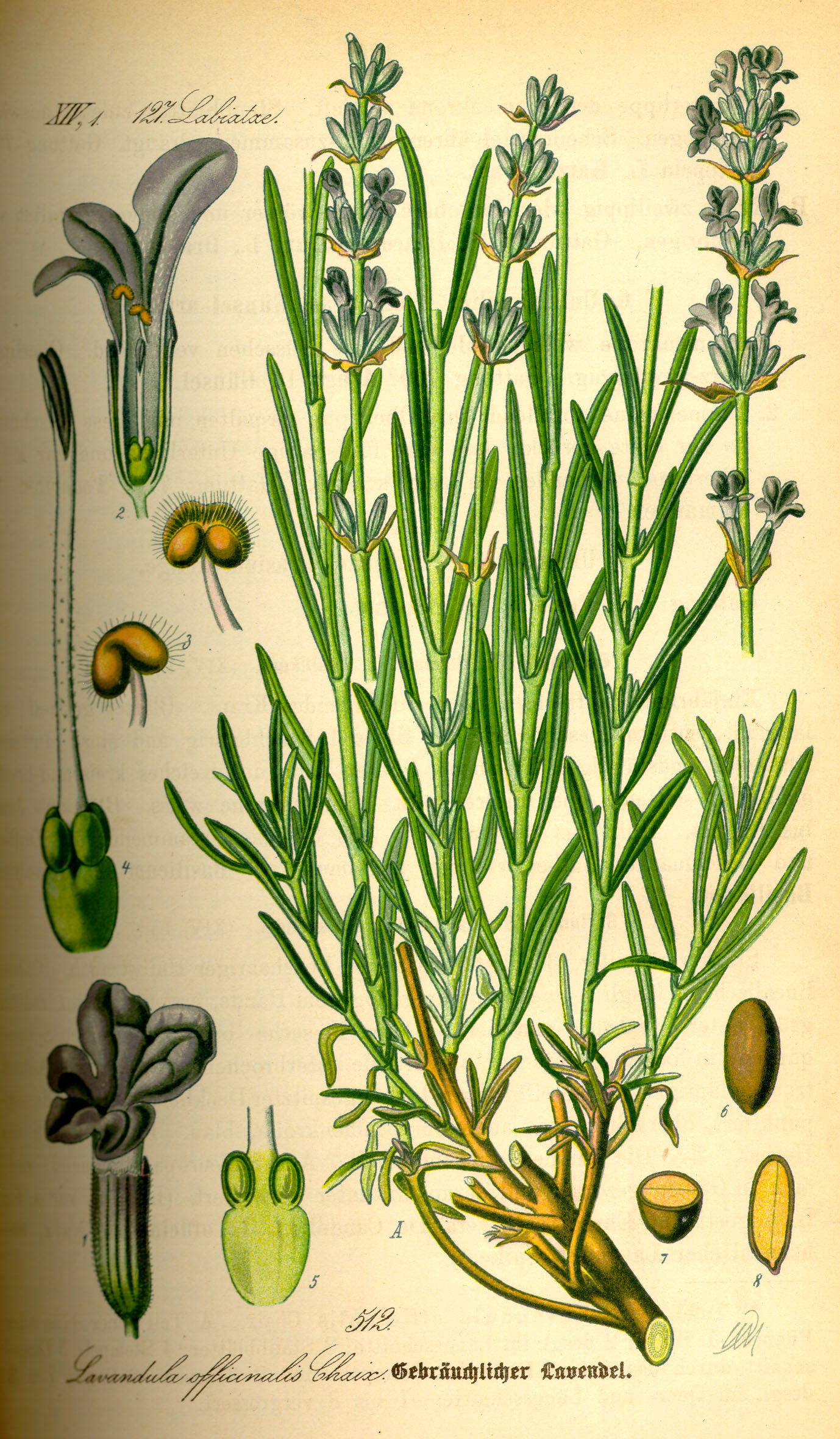 Lavandula angustifolia Mill.