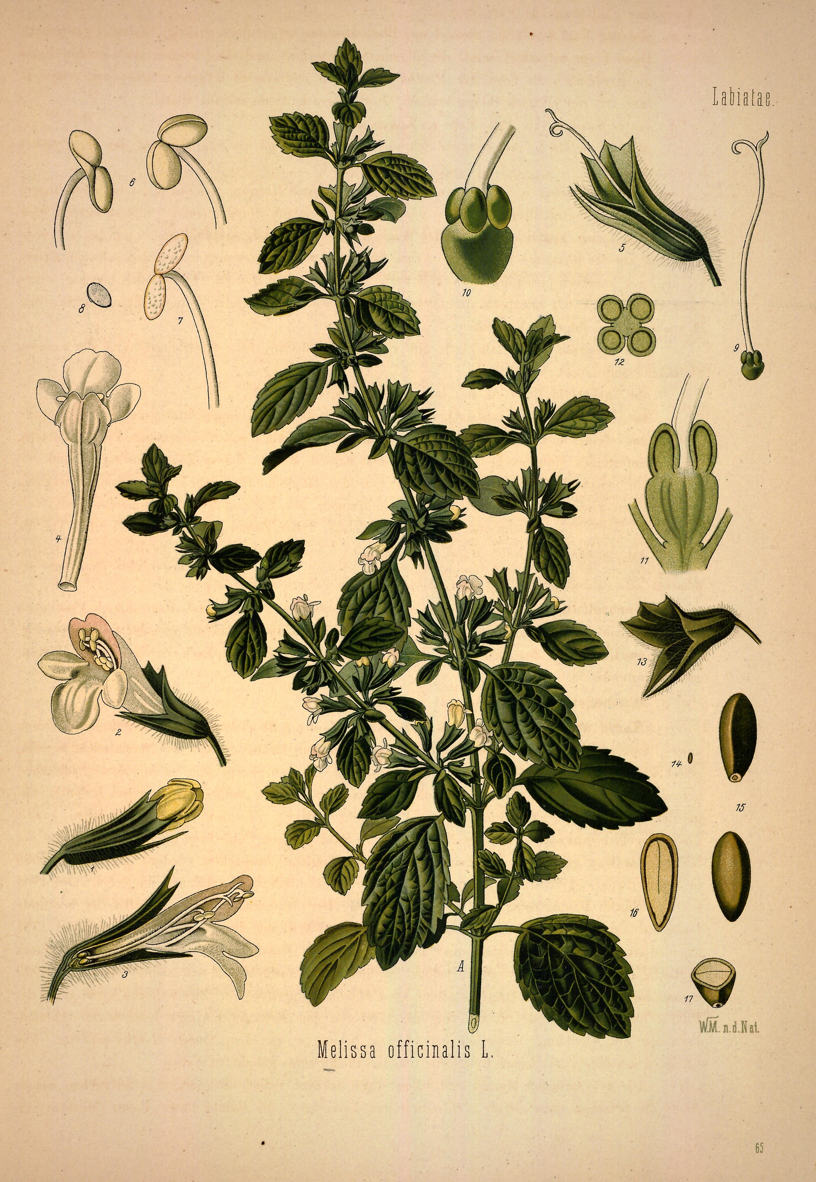 Melissa officinalis L.