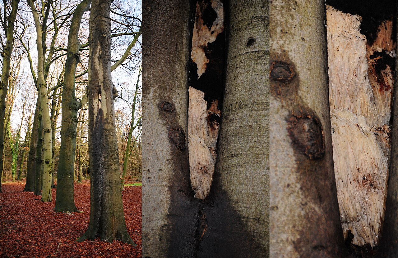 Hericium erinaceus (Bull.) Pers.