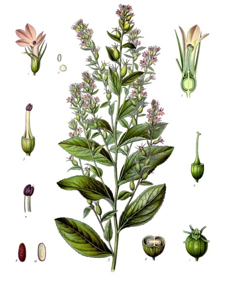 Lobelia inflata L.