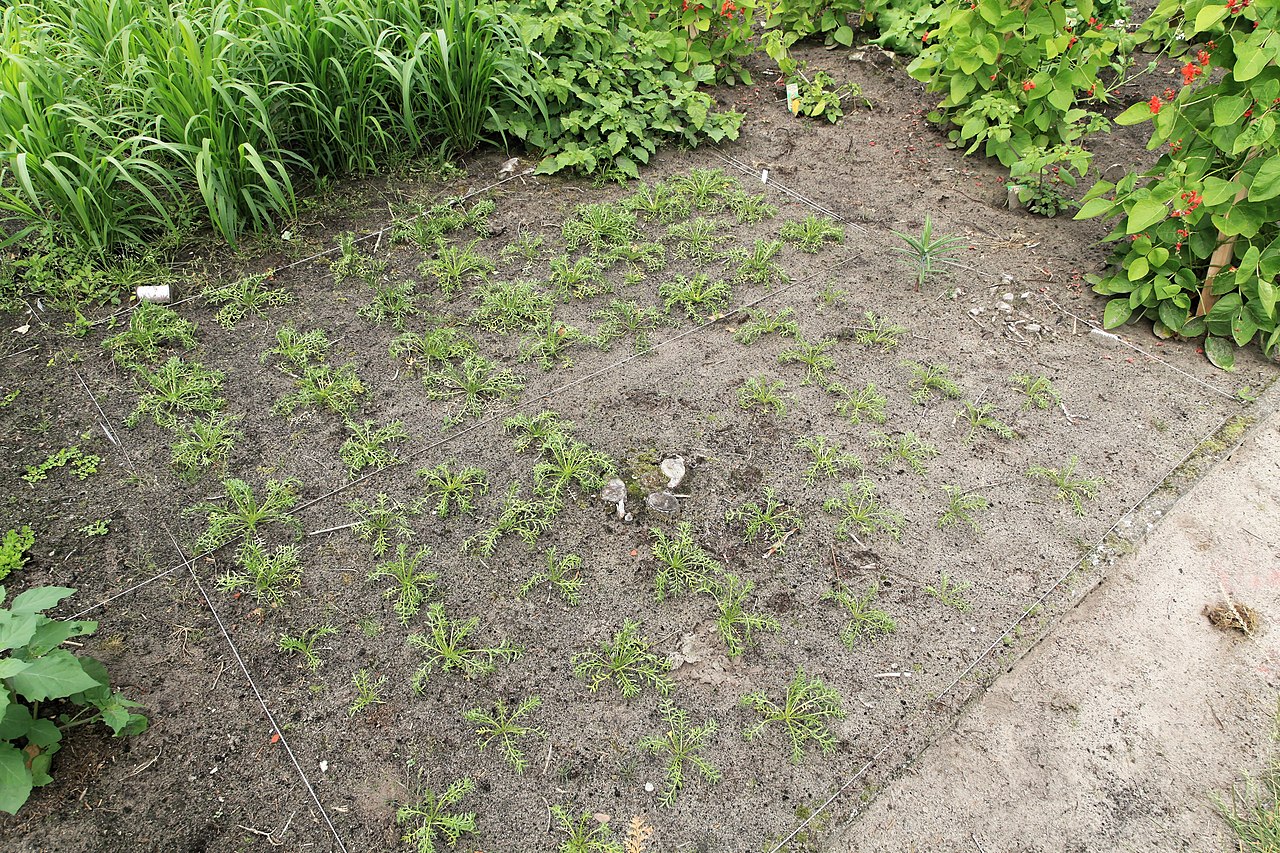 Lepidium meyenii Walp.