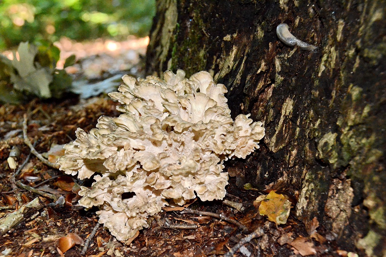 Grifola frondosa (Dicks.) Gray