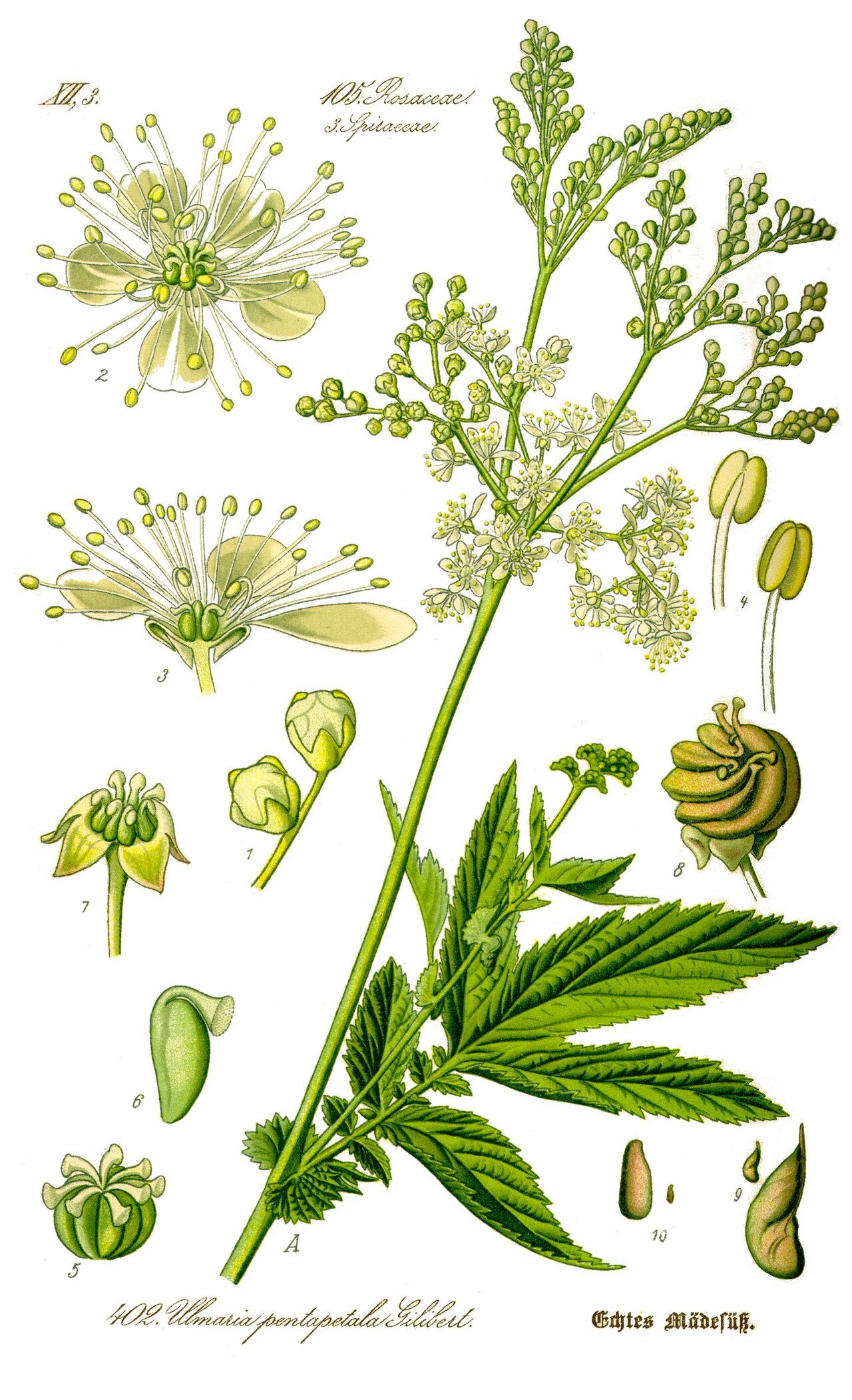 Filipendula ulmaria (L.) Maxim.