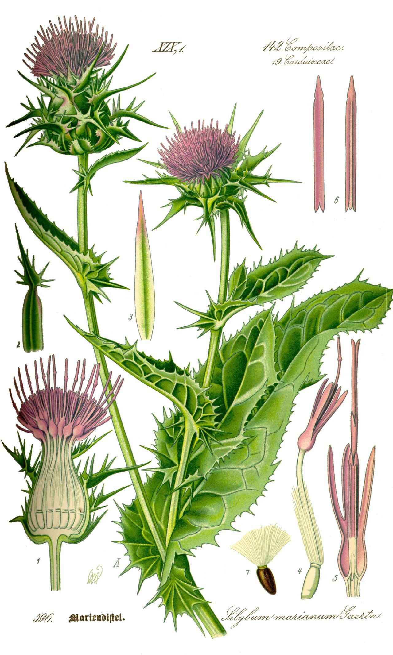 Silybum marianum (L.) Gaertn.