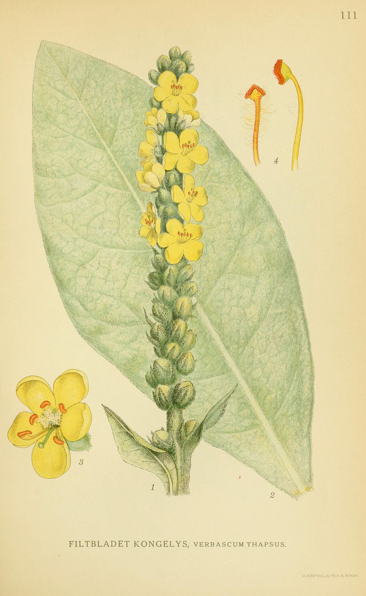 Verbascum thapsus L.