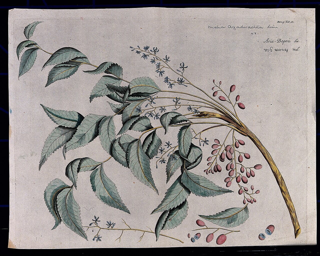 Azadirachta indica A. Juss.