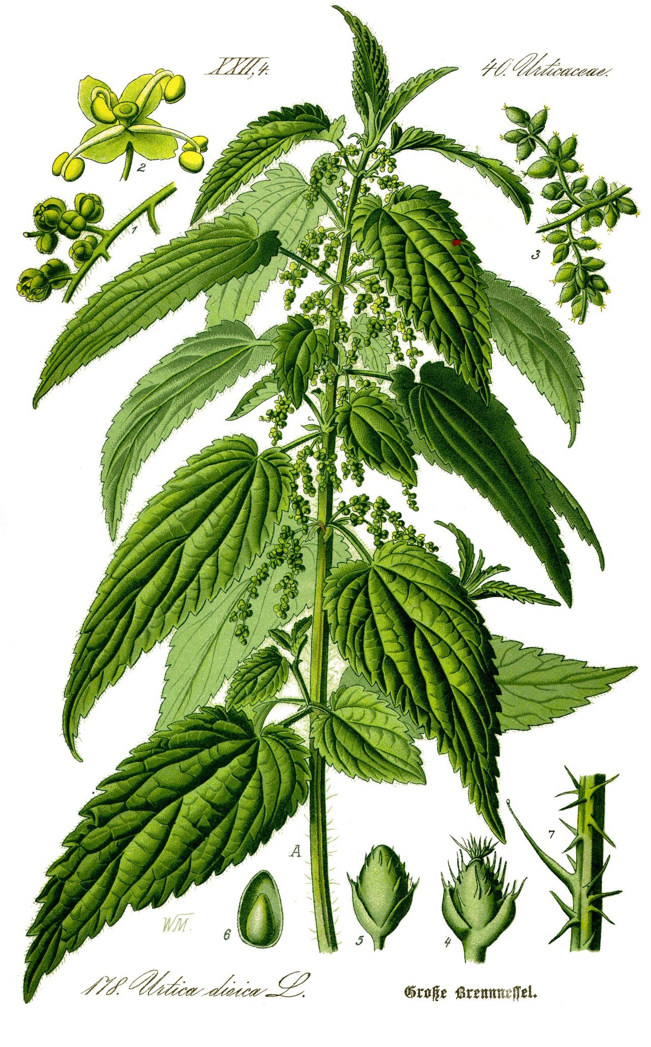 Urtica dioica L.