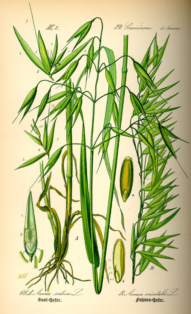 Avena sativa L.