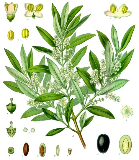 Olea europaea L.